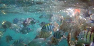 ดำน้ำดูประการังตกปลาที่เกาะเสม็ด