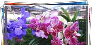 พาชมกล้วยไม้ป่าหลากสีสันที่ด่านสิงขร