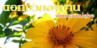 ทุ่งดอกบัวตอง แม่ฮ่องสอน