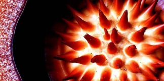 ดอกบัวผุด