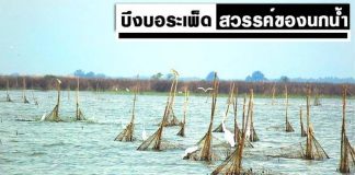 บึงบอระเพ็ด สวรรค์ของนกน้ำ