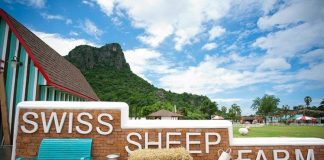 Swiss Sheep Farm ฟาร์มแกะท่ามกลางหุบเขาแห่งความรัก