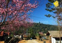 สีสันความงามแห่งภูทับเบิก