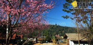 สีสันความงามแห่งภูทับเบิก