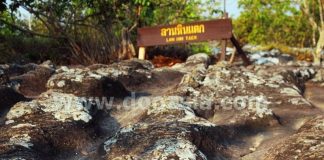 เส้นทางแห่ง สายหมอกและดอกไม้ เขาค้อ-ภูหินร่องกล้า