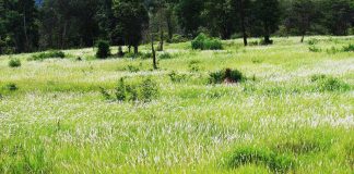 ส่องกระทิงดูผีเสื้อที่ตาพระยา