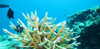 อุทยานแห่งชาติหมู่เกาะสุรินทร์