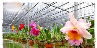 สวนกล้วยไม้ เขาแผงม้า ออร์คิด