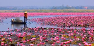 งานเทศกาลทะเลบัวแดงบาน