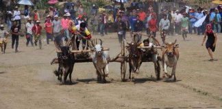 วัวลานแข่งวัวเทียมเกวียน