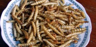 รถด่วน อาหารโปรตีนสูงรสอร่อย