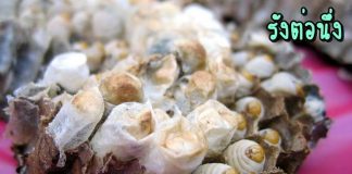 รังต่อนึ่ง ตลาดตอนเย็นเมืองน่าน