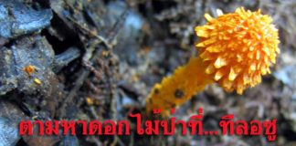 เส้นทางดอกไม้ที่ทีลอซู