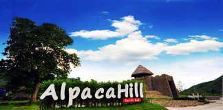 ไปดูสัตว์เลี้ยงน่ารัก ตัวนิ่ม ขนนุ่ม ณ Alpaca Hills ราชบุรี