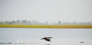 บึงบอระเพ็ด สวรรค์ของนกน้ำนับแสนตัว จ.นครสวรรค์