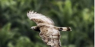 ขึ้นเขาเรดาห์ ตื่นตาตื่นใจกับสายธารเหยี่ยวอพยพ