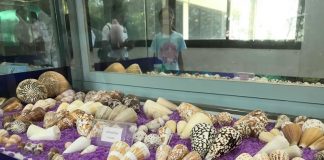 ท่องโลกใต้ทะเลดูปลาการ์ตูน ที่สถานแสดงพันธุ์สัตว์น้ำระยอง